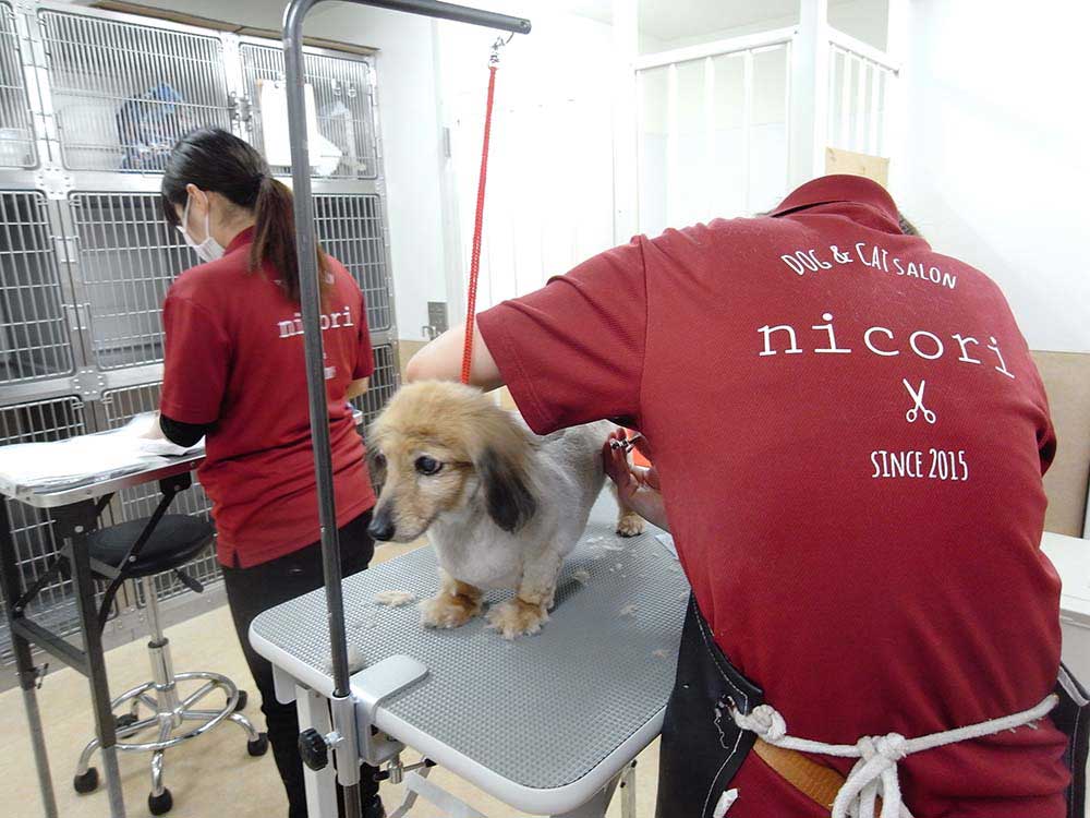 DOG & CAT SALON nicori様